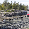 Dog Mushing on Wheels