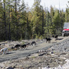 Dog Mushing on Wheels