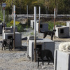 Dog Mushing on Wheels