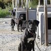 Dog Mushing on Wheels