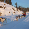 Dogsled