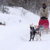 Dogsled