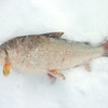 Ice Fishing