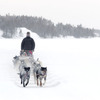 Dogsled