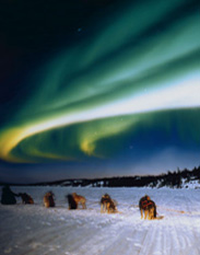 Aurora viewing by dog team