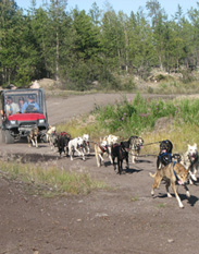 Beck's kennels tour and dog mushing