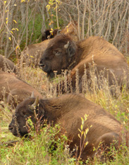 Bison viewing