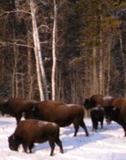 Bison viewing