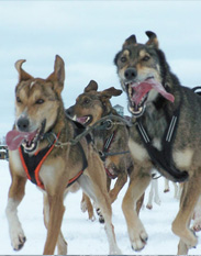 Dog sled racing