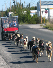 Dog mushing on wheels