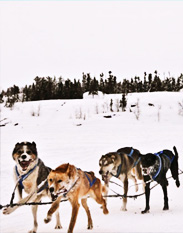 Traditional dog sled ride